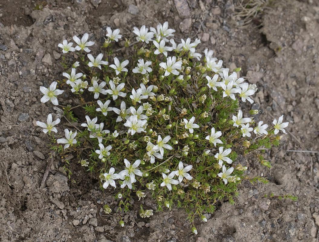 Image of Minuartia imbricata specimen.