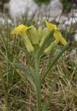 Erysimum seipkae. Верхушка побега с соцветием с цветками и бутонами. Испания, Каталония, пров. Жирона, комарка Рипольес, муниципалитет Сеткасес, окр. курорта \"Вальтер 2000\", ≈2200 м н.у.м., каменистый луг. 29.05.2022.