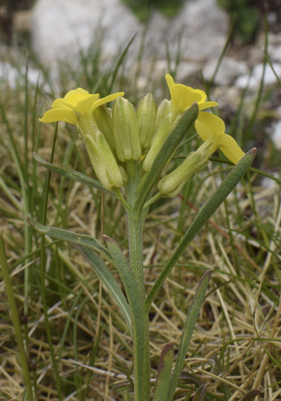 Изображение особи Erysimum seipkae.