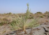 Salsola incanescens. Плодоносящее растение. Узбекистан, Ферганская обл., Язъяванский р-н, Язъяванские пески, частично закреплённые дюны. 15 сентября 2022 г.