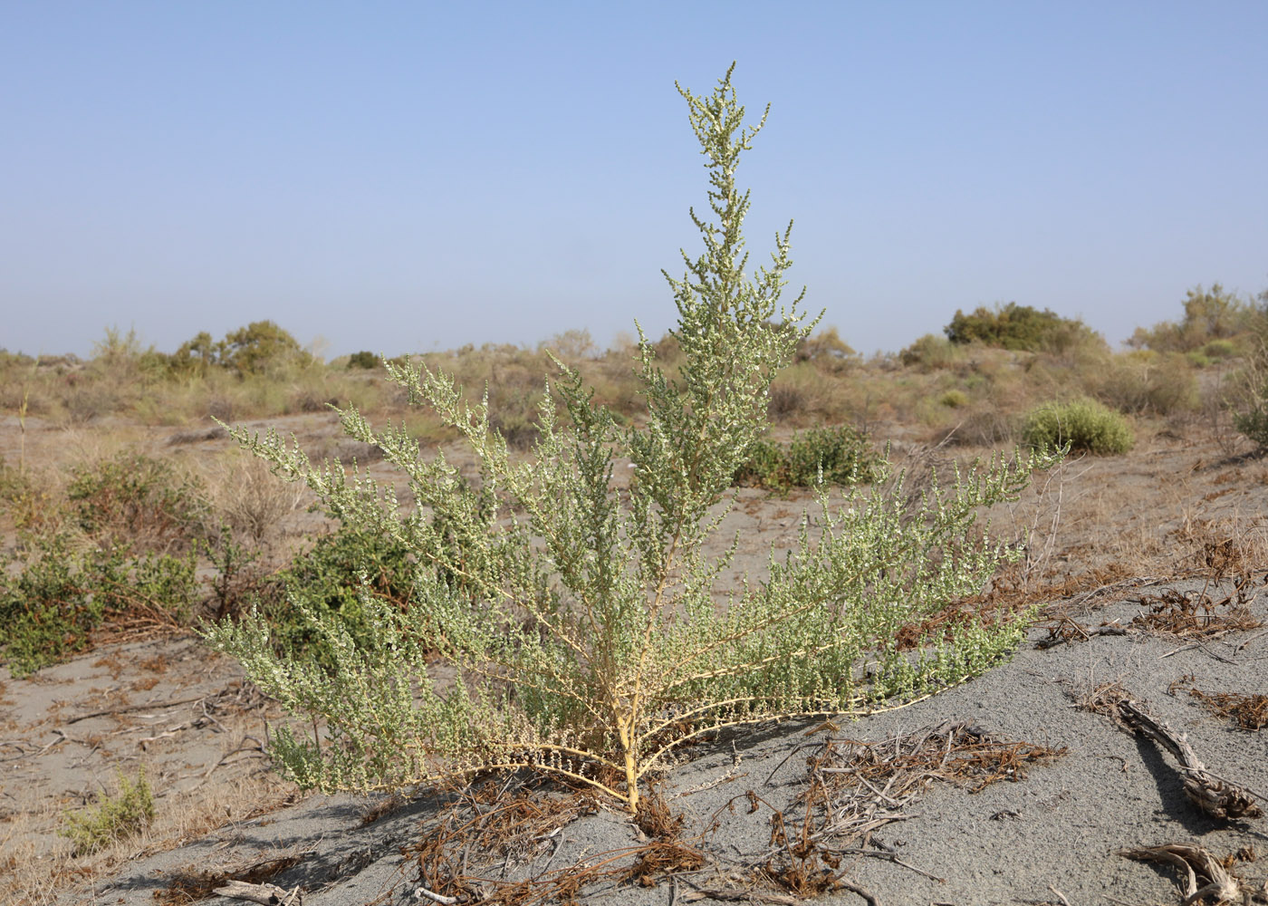 Изображение особи Salsola incanescens.