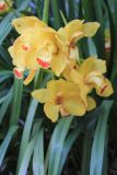 род Cymbidium. Листья и соцветия. Китай, провинции Юньнань, р-н Сишуанбаньна, национальный парк \"Xishuangbanna Wild Elephant Valley\". 03.03.2017.