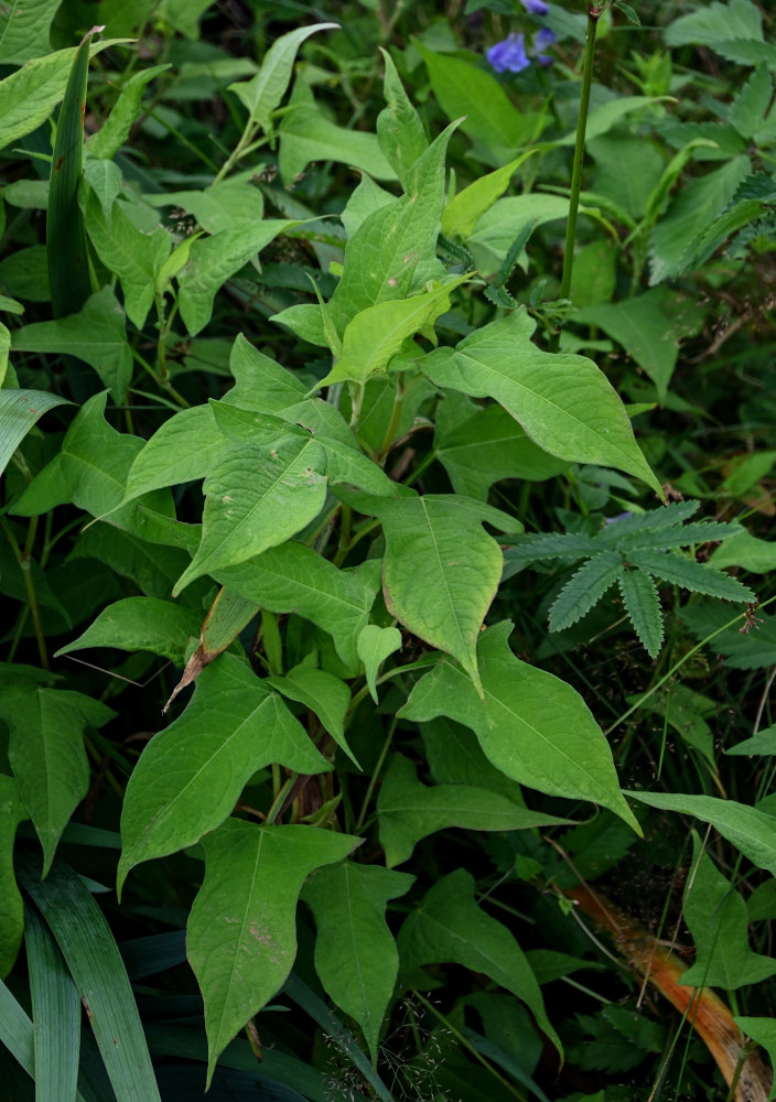 Image of Truellum thunbergii specimen.