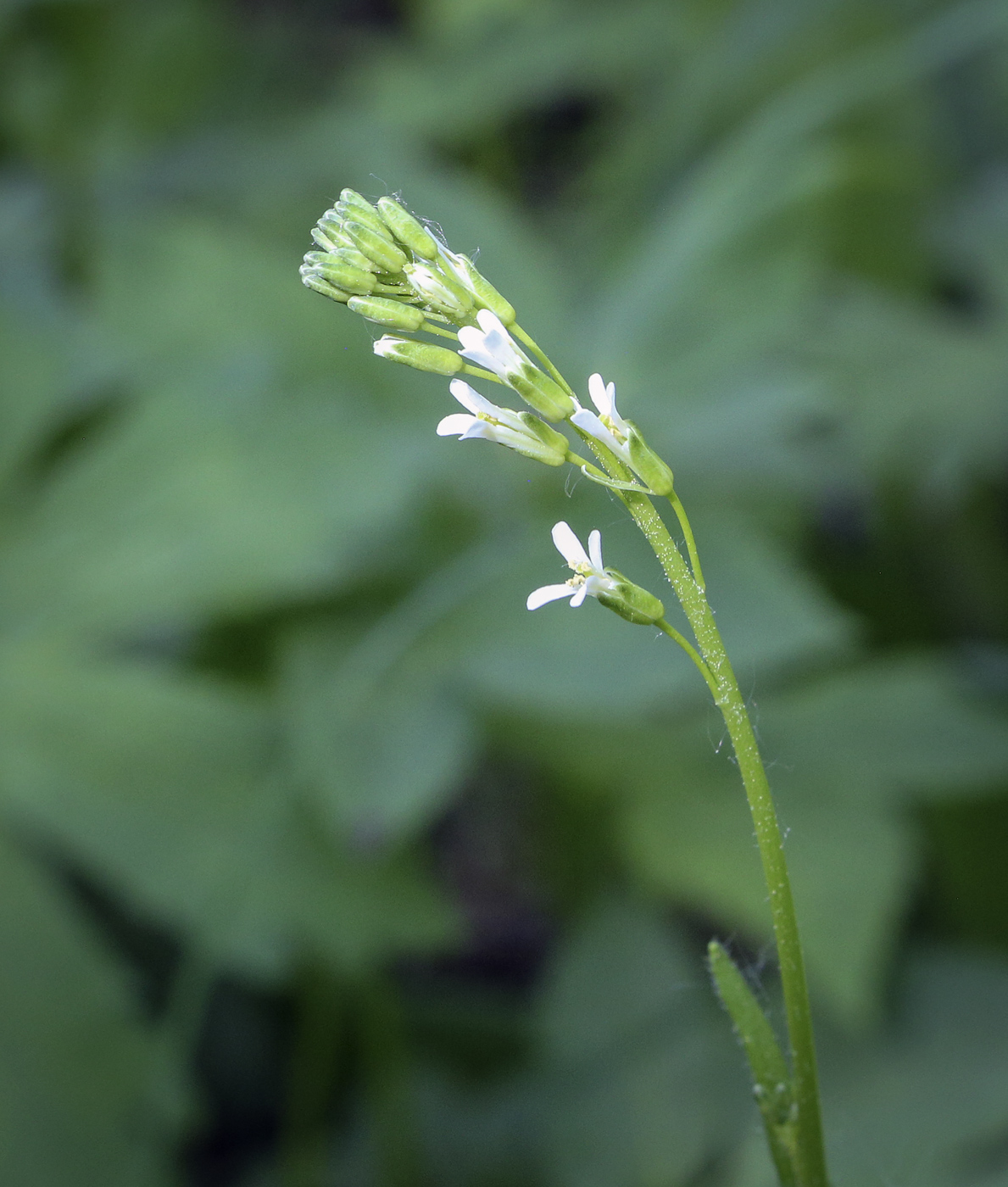 Image of Arabis borealis specimen.