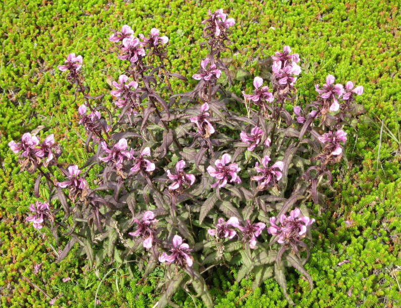 Image of Pedicularis resupinata specimen.