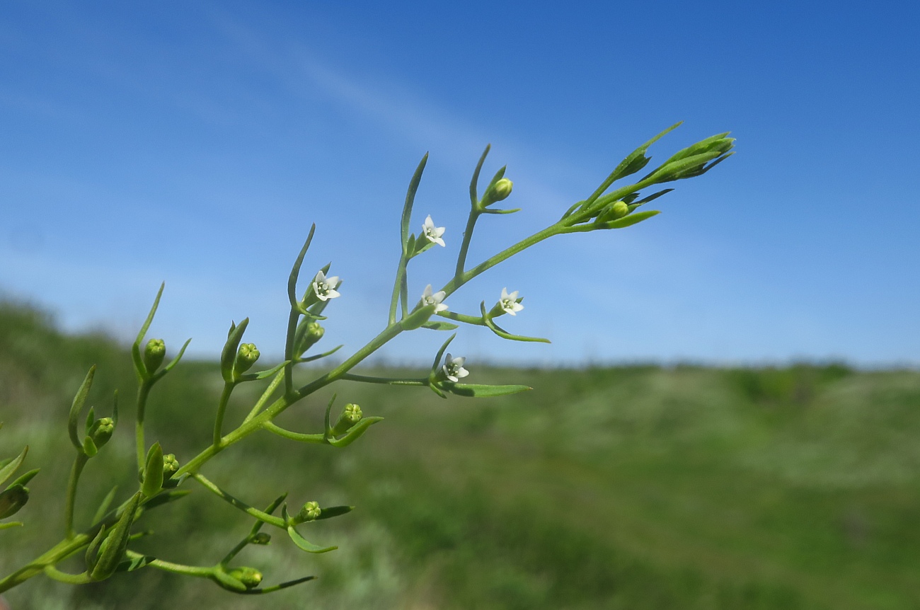 Изображение особи Thesium ramosum.