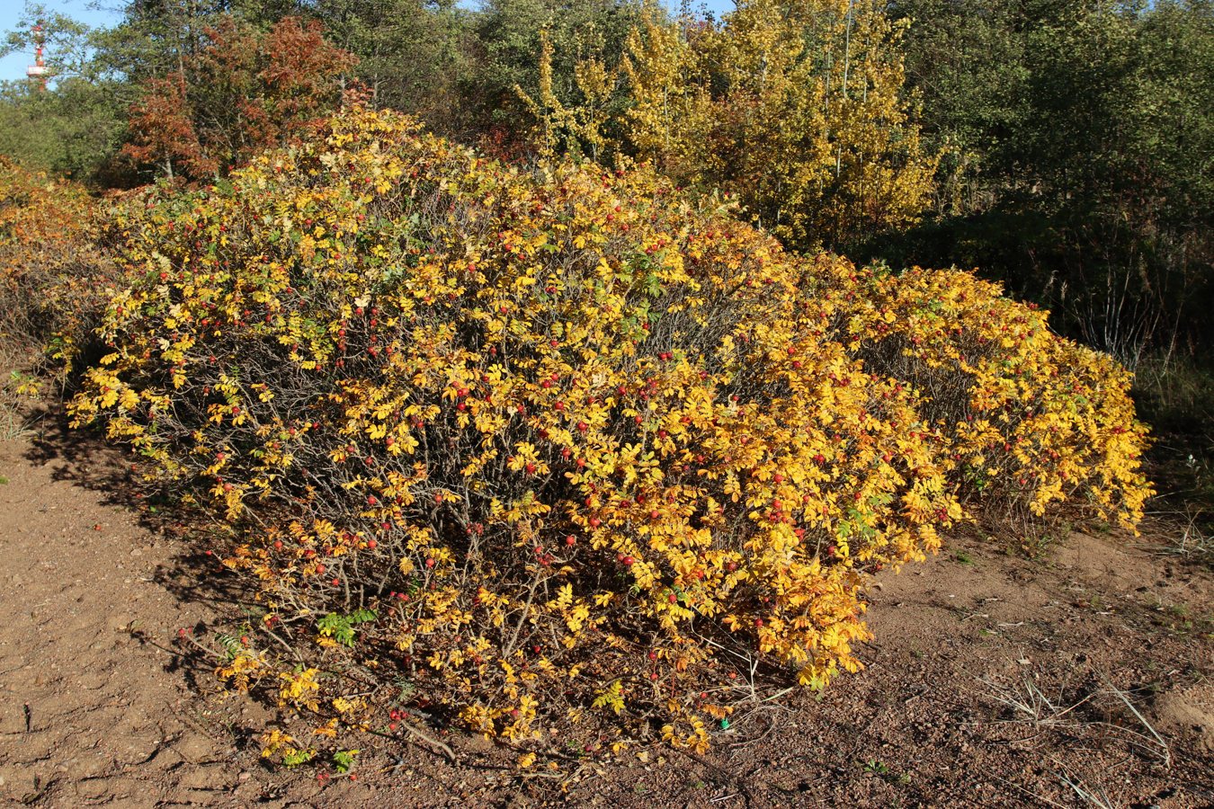 Image of Rosa rugosa specimen.