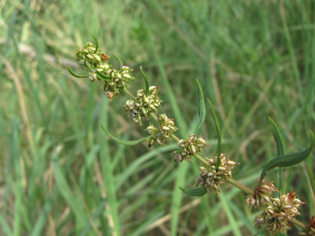 Image of Rumex maritimus specimen.