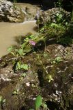 Centaurium erythraea подвид turcicum. Цветущее растение. Республика Адыгея, Майкопский р-н, окр. пос. Каменномостский, ущелье р. Мишоко, на скале на берегу реки. 30 июля 2022 г.