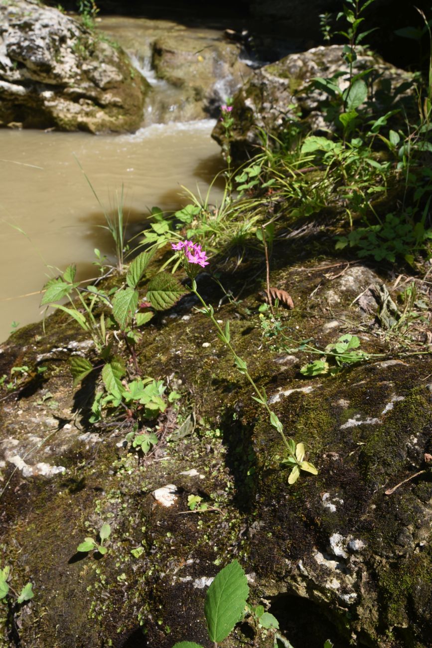 Image of Centaurium erythraea ssp. turcicum specimen.