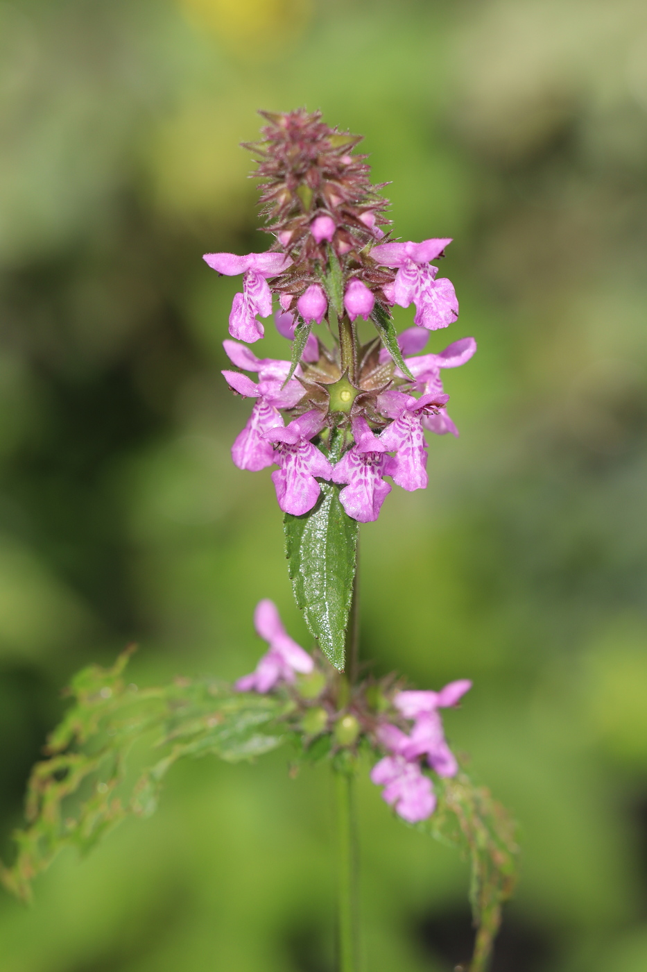 Изображение особи Stachys palustris.