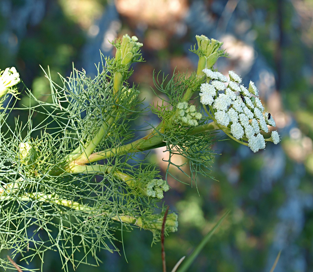 Image of Seseli rupicola specimen.