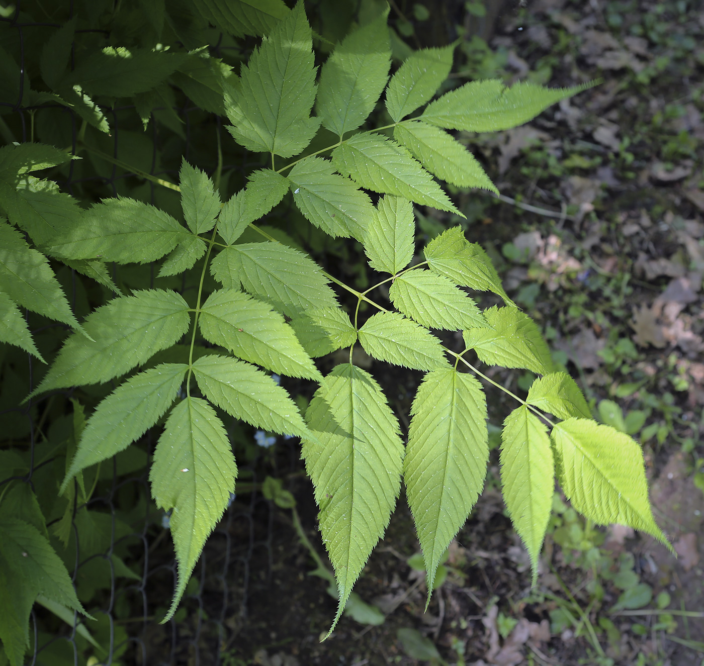 Image of Aruncus dioicus specimen.