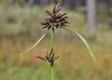 genus Cyperus. Верхушка плодоносящего растения. Приморский край, Уссурийский гор. округ, окр. с. Монакино, колесная колея в широколиственном редколесье. 02.10.2022.