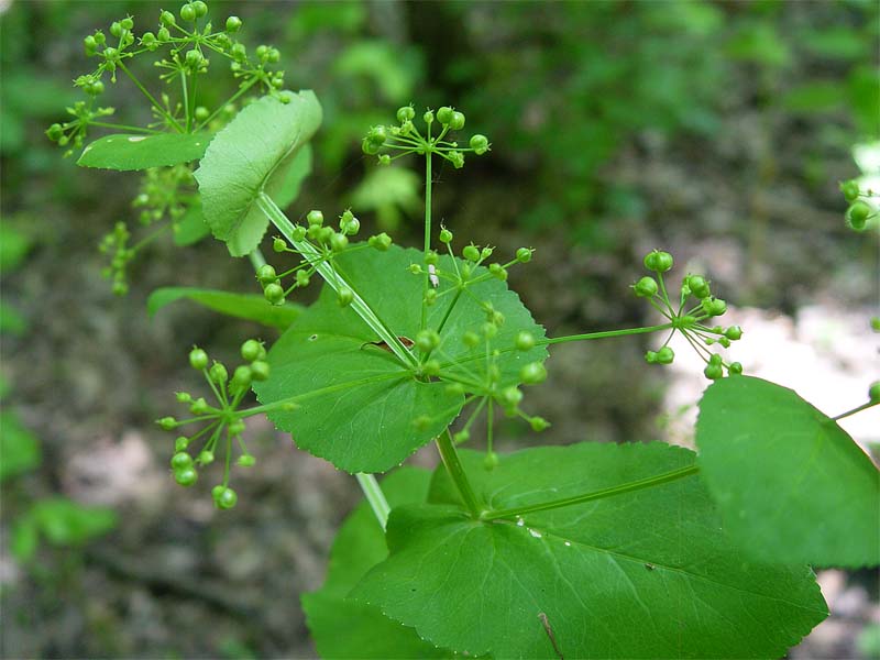 Изображение особи Smyrnium perfoliatum.