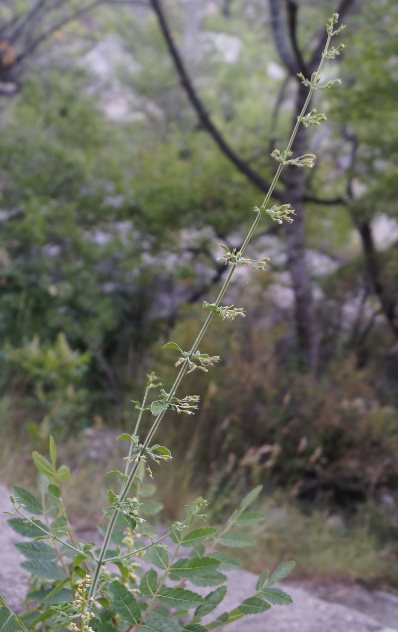 Image of Clinopodium spruneri specimen.