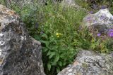 Senecio propinquus. Цветущее растение среди разнотравья. Республика Ингушетия, Джейрахский р-н, окр. альплагеря \"Кязи\", выс. 1960 м н.у.м, между глыбами. 23 июля 2022 г.