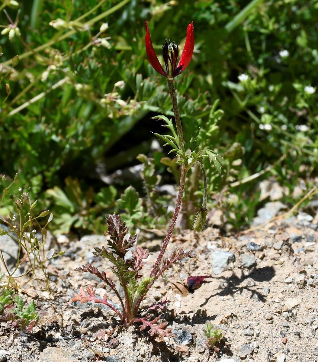 Image of Papaver meiklei specimen.