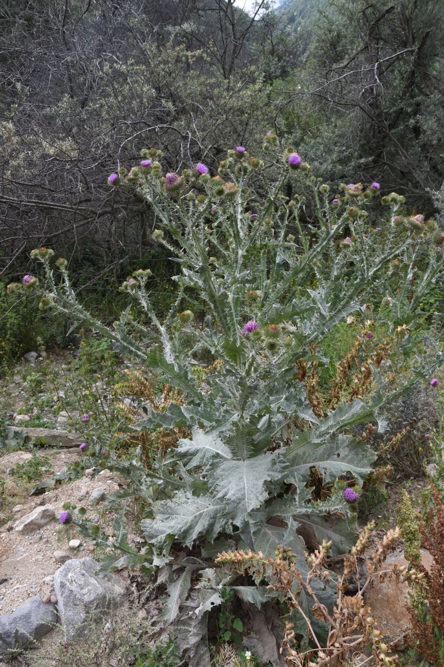 Image of Onopordum acanthium specimen.