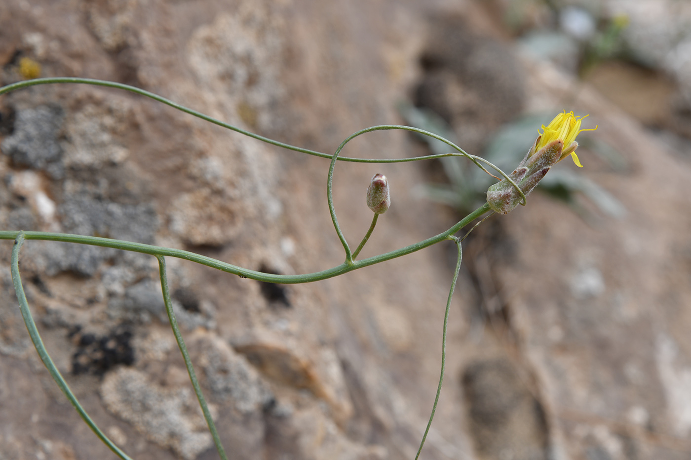 Image of Takhtajaniantha pusilla specimen.