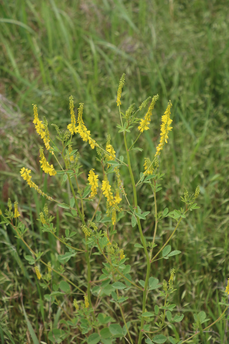 Изображение особи Melilotus officinalis.