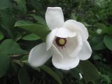 Magnolia sieboldii