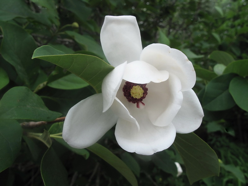 Image of Magnolia sieboldii specimen.