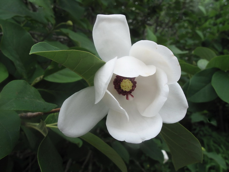 Изображение особи Magnolia sieboldii.