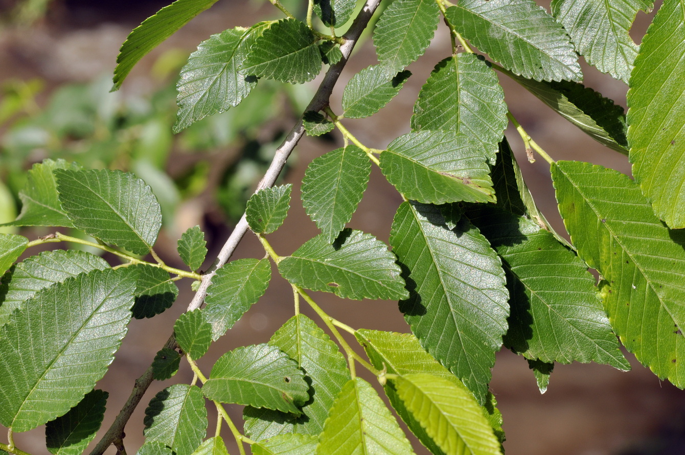 Изображение особи род Ulmus.