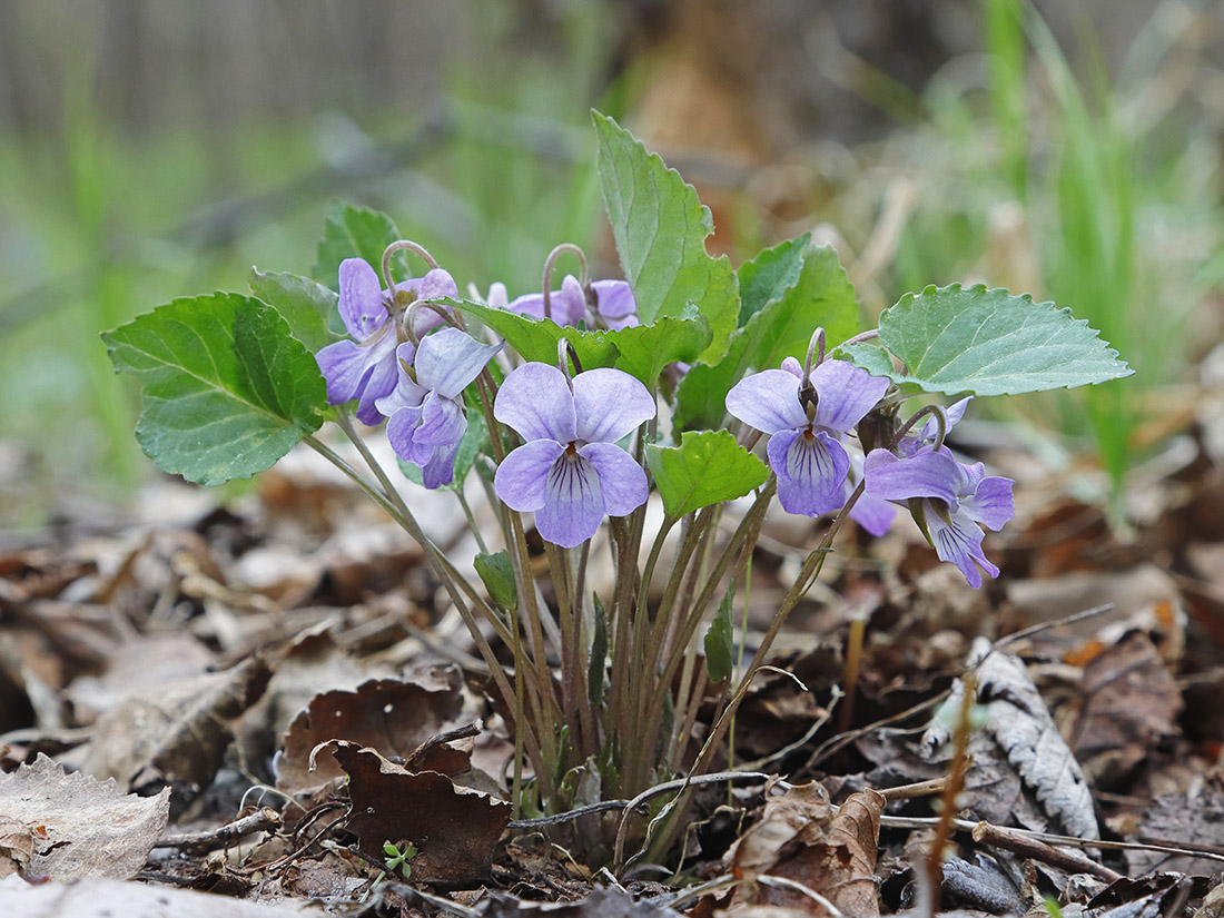 Image of Viola selkirkii specimen.