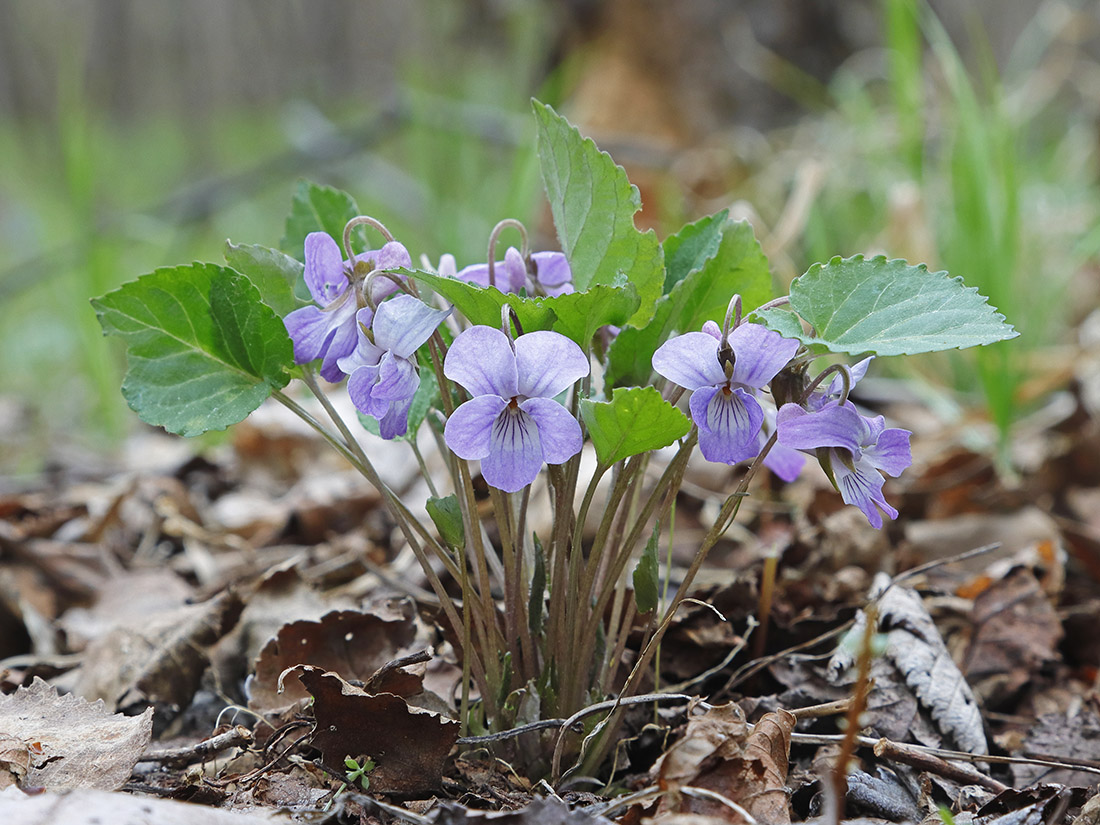 Изображение особи Viola selkirkii.