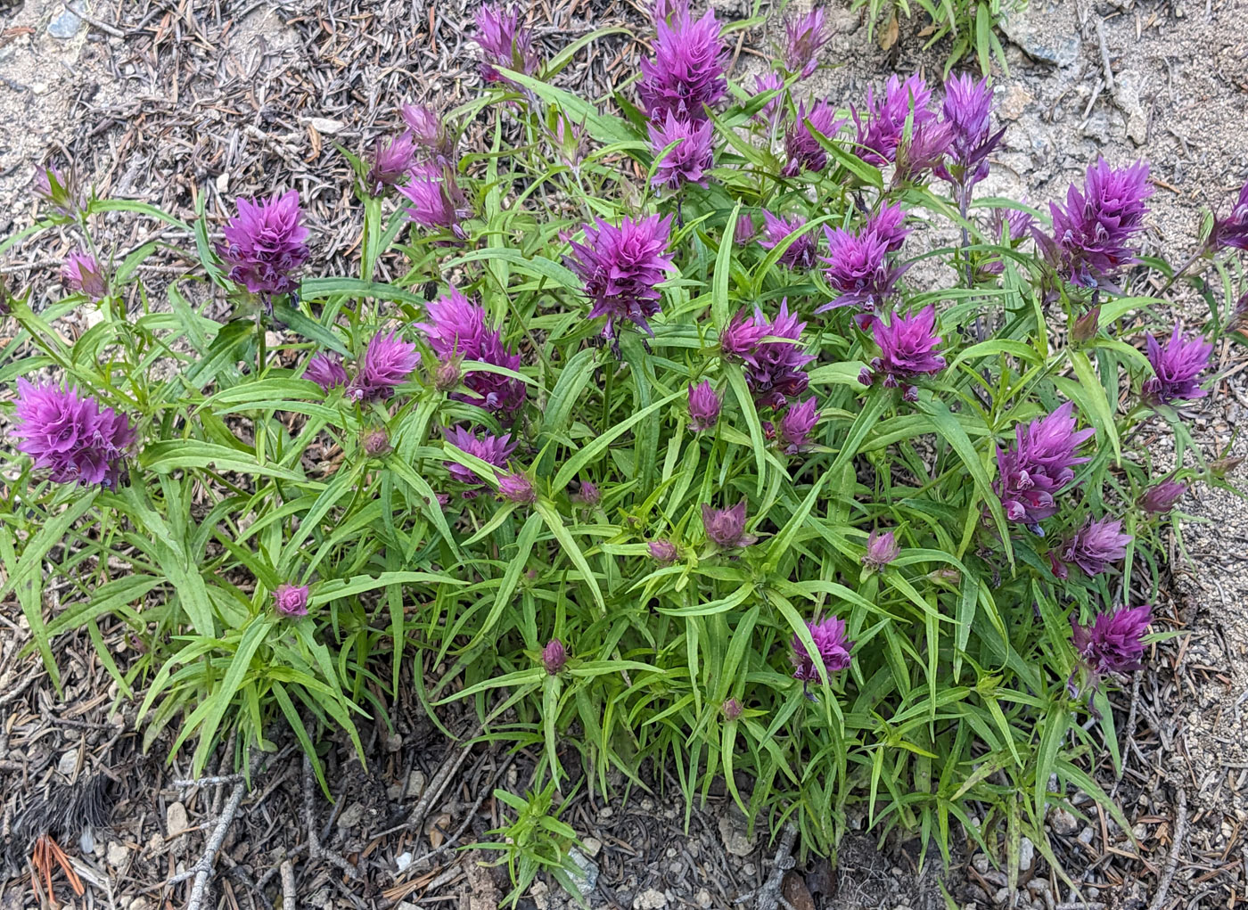 Image of Melampyrum arvense specimen.