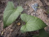 Calystegia spectabilis. Листья. Пермский край, г. Пермь, Кировский р-н, кладбище \"Закамское\", берёзовая роща. 28.08.2023.