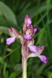 Anacamptis papilionacea подвид schirwanica. Соцветие. Дагестан, Карабудахкентский р-н, подножье хр. Нарат-Тюбе, выпас. 24 апреля 2023 г.