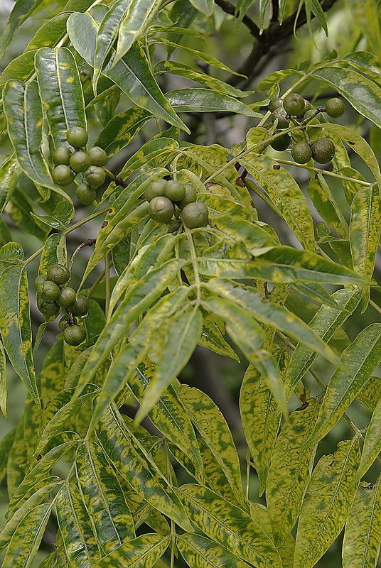 Изображение особи Phellodendron amurense.