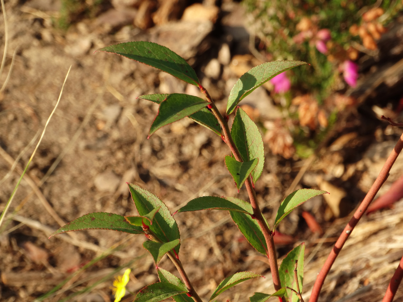 Image of Vaccinium stamineum specimen.