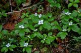 Chamaepericlymenum canadense. Цветущие растения. Хабаровский край, р-н им. Полины Осипенко, долина р. Гремячий Лог, смешанный лес. 19.07.2021.