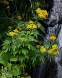 Senecio cannabifolius. Цветущие растения в сообществе с Petasites amplus. Сахалин, Макаровский гор. округ, окр. Клоковского водопада, опушка смешанного леса, у подножия скалы. 12.08.2023.