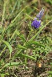 Veronica spicata. Верхушка побега с соцветием и погрызенными листьями. Псковская обл., Псковский р-н, окр. погоста Выбуты, берег р. Великая, сухой луг на крутом известняковом склоне южн. экспозиции над обрывом. 05.08.2023.