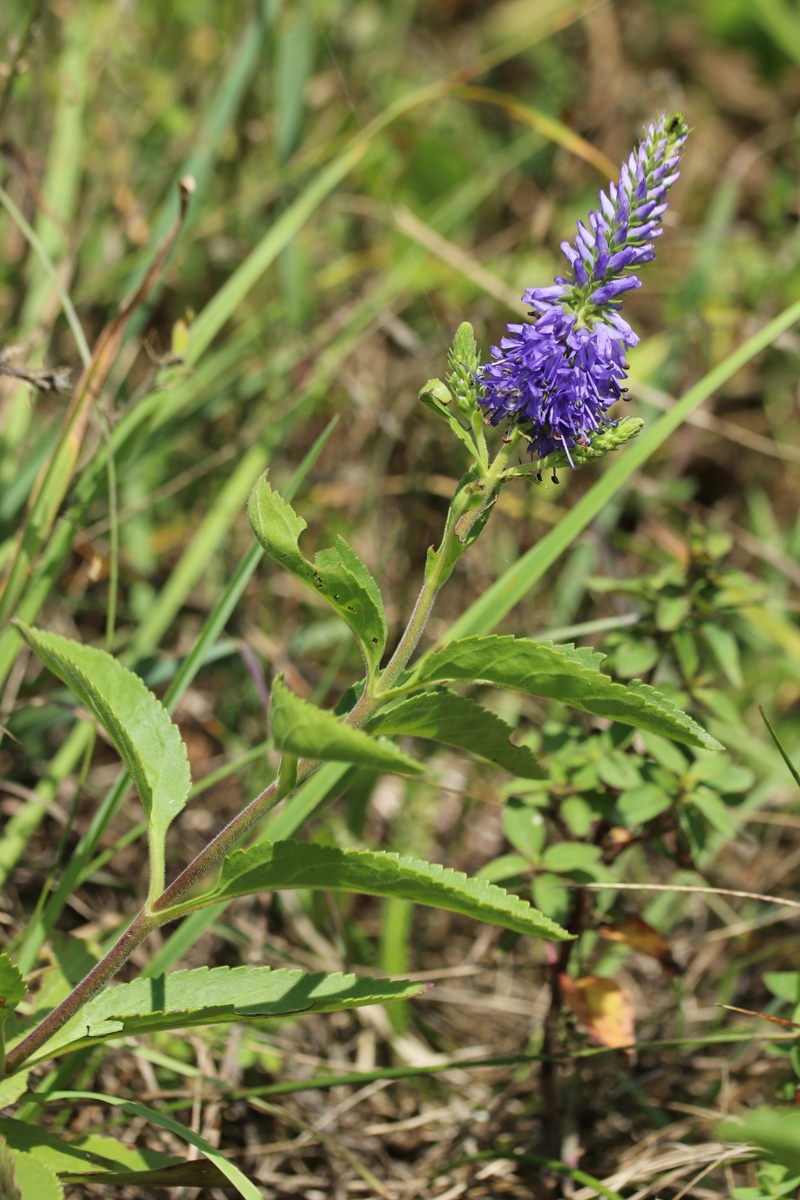 Image of Veronica spicata specimen.