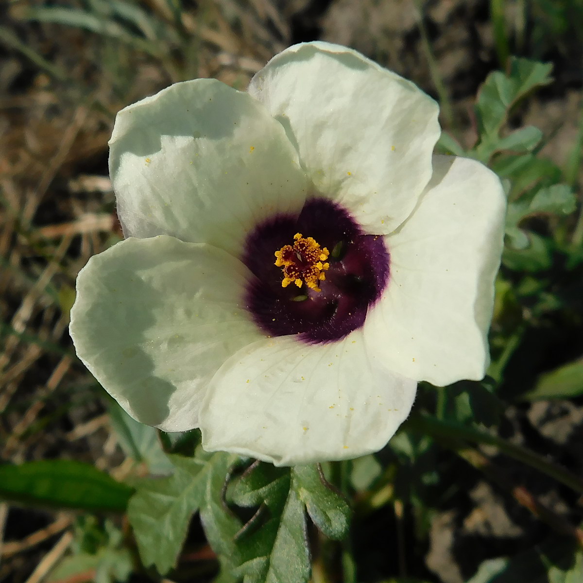 Image of Hibiscus trionum specimen.