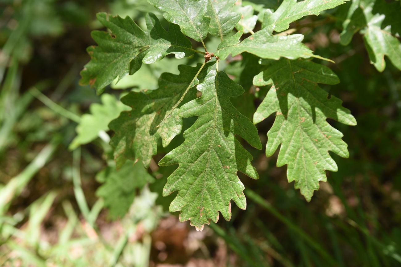 Изображение особи Quercus petraea.