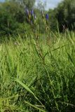 Gentiana pneumonanthe. Расцветающее растение. Новгородская обл., Новгородский р-н, дер. Юрьево напротив музея «Витославлицы», луг (бывший сенокос?) среди леса. 24.07.2023.