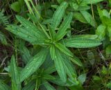 Lithospermum officinale