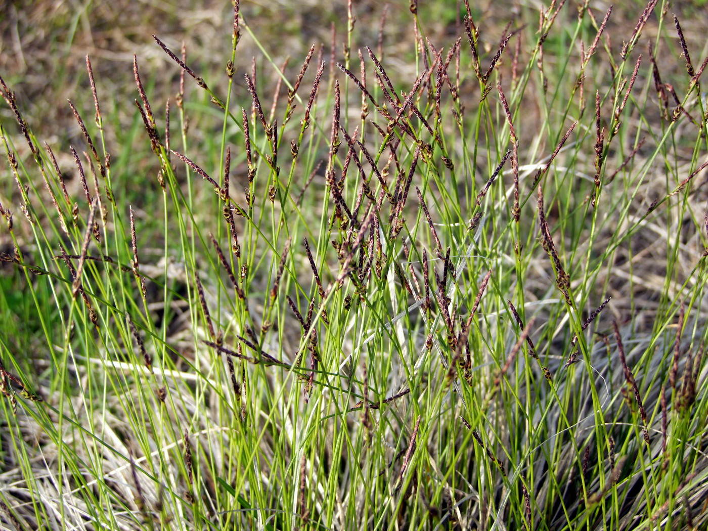 Image of Carex vanheurckii specimen.