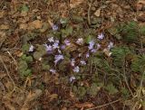 Hepatica nobilis. Цветущее растение (форма с плохой сохранностью зимующих листьев). Владимирская обл., г. Александров, между дорогой Александров–Карабаново и СНТ \"Черёмушки\", смешанный (сосново-елово-дубовый) лес. 13.04.2024.