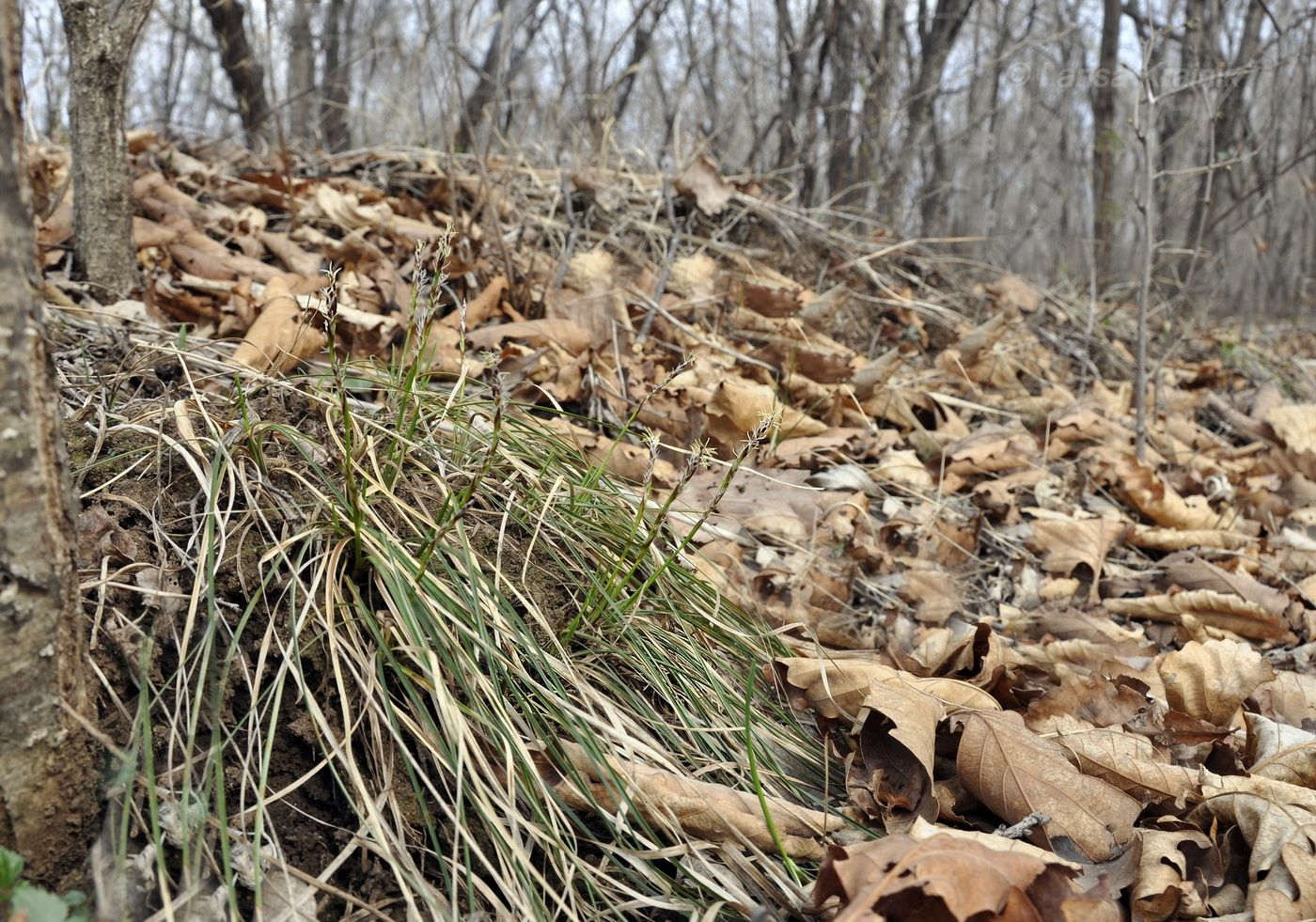 Image of genus Carex specimen.