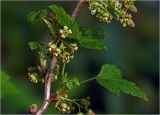 Ribes nigrum