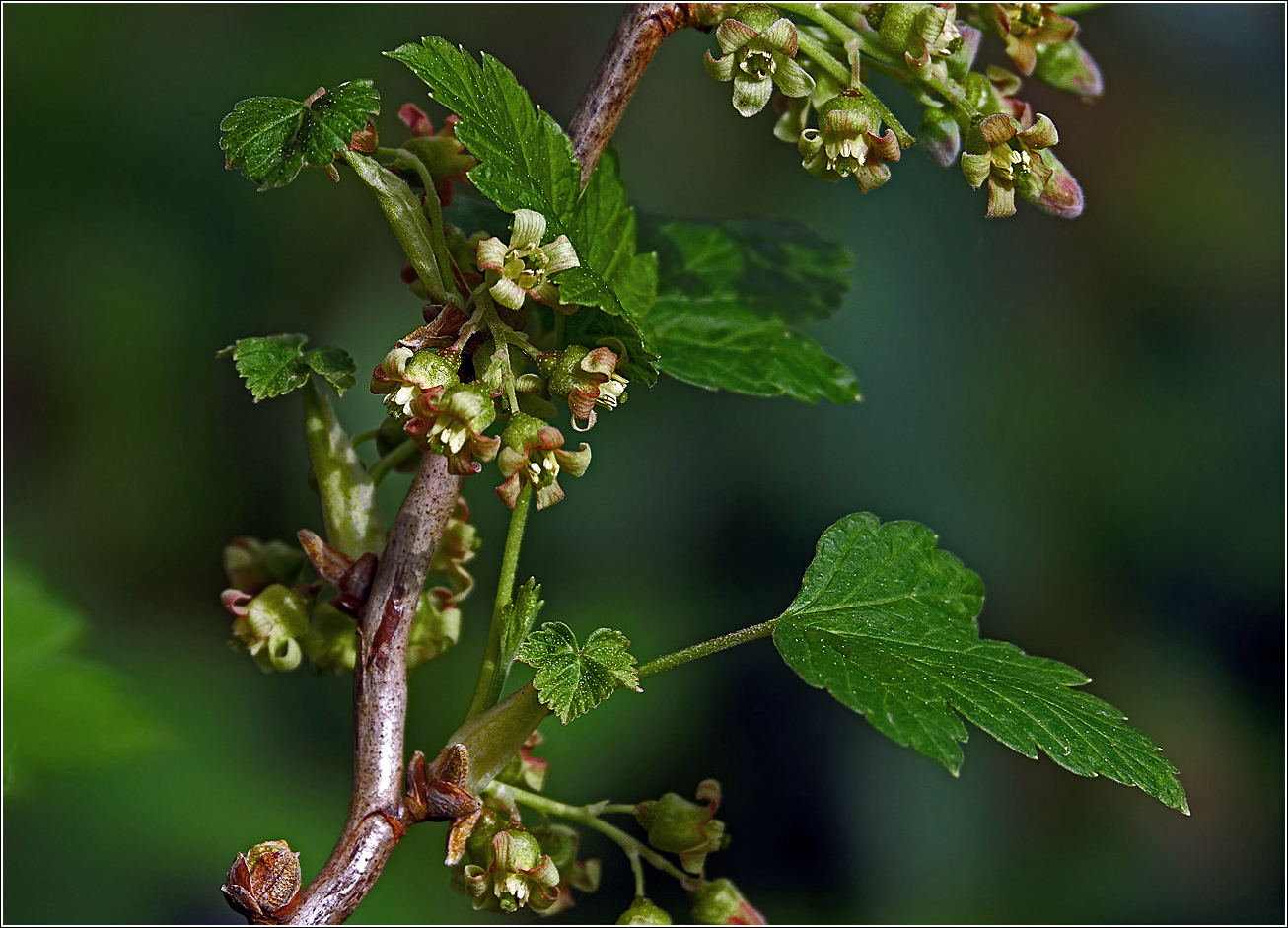 Изображение особи Ribes nigrum.