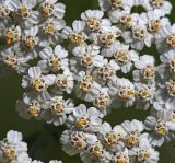 Achillea millefolium